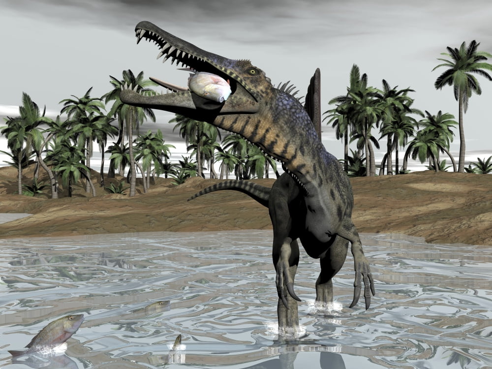 Spinosaurus dinosaur walking in water and feeding on fish Canvas Art - Elena DuvernayStocktrek Images (17 x 13)