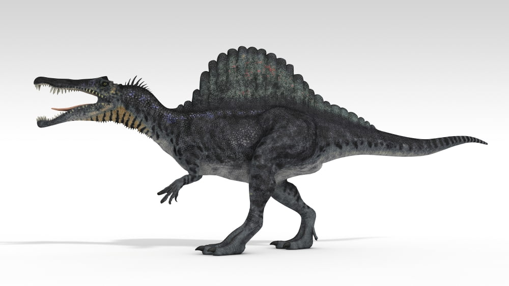 Spinosaurus dinosaur white background Canvas Art - Kostyantyn IvanyshenStocktrek Images (38 x 22)