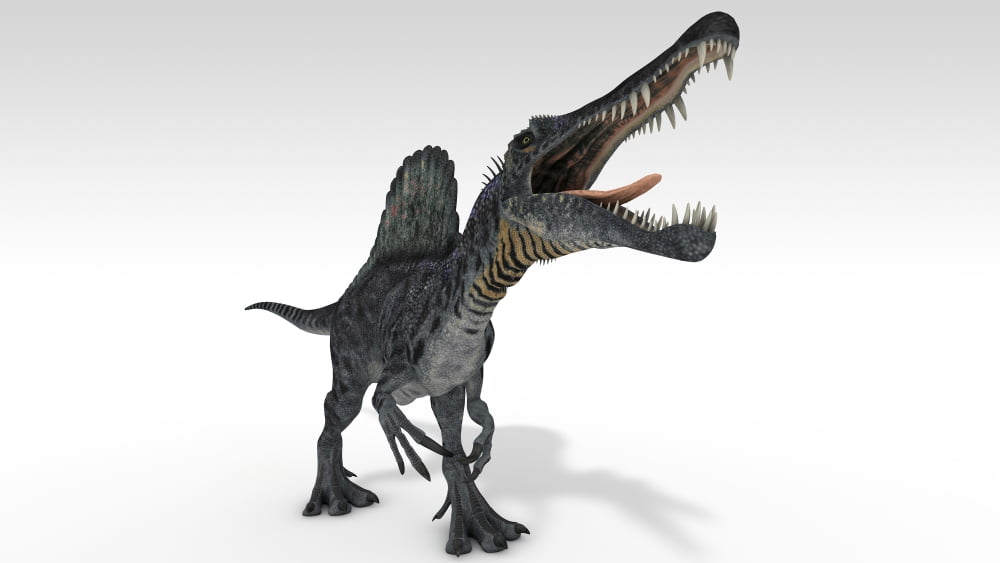 Spinosaurus dinosaur white background Canvas Art - Kostyantyn IvanyshenStocktrek Images (38 x 22)