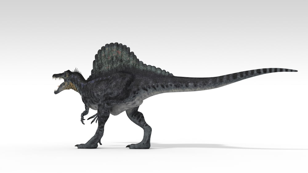 Spinosaurus dinosaur white background Canvas Art - Kostyantyn IvanyshenStocktrek Images (38 x 22)