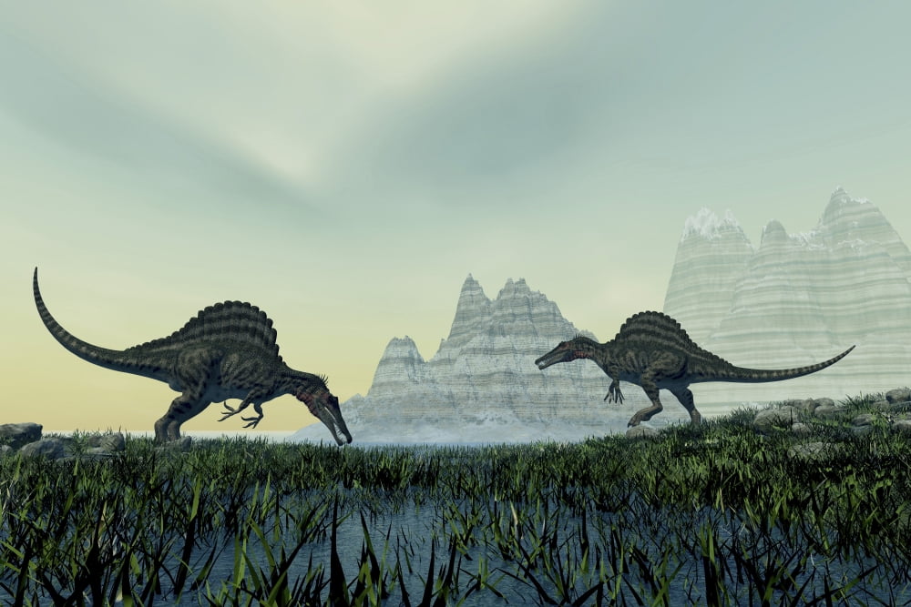 Spinosaurus dinosaurs drink from a marsh area in prehistoric times Canvas Art - Corey FordStocktrek Images (35 x 23)