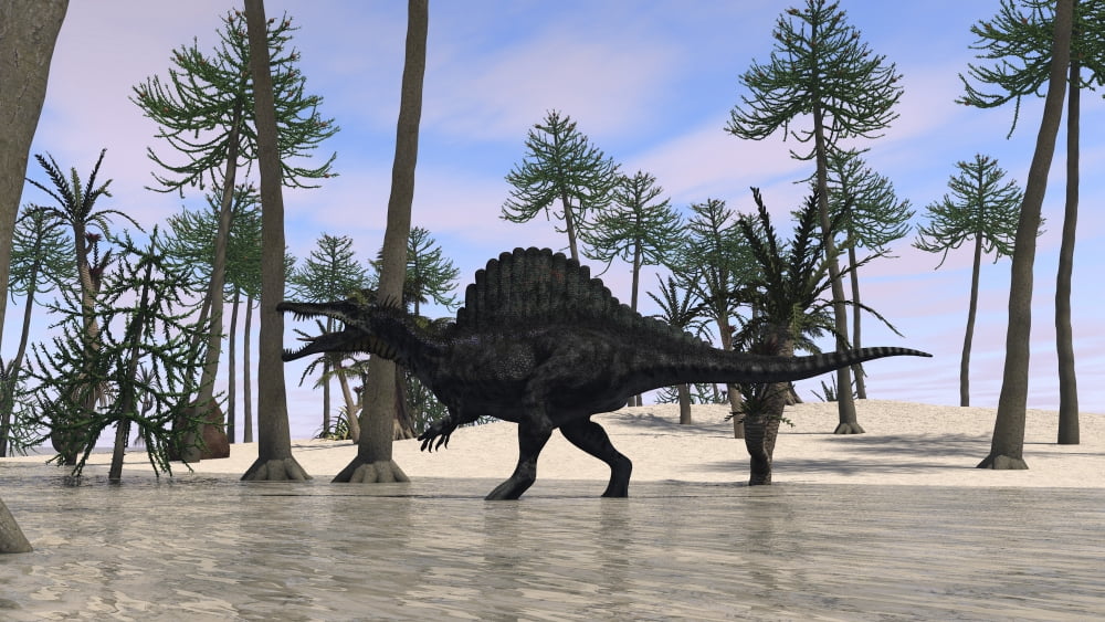 Spinosaurus hunting for its next meal in shallow waters Canvas Art - Kostyantyn IvanyshenStocktrek Images (19 x 11)