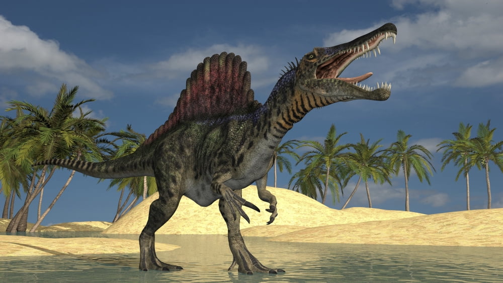 Spinosaurus hunting for its next meal in shallow waters Canvas Art - Kostyantyn IvanyshenStocktrek Images (38 x 22)
