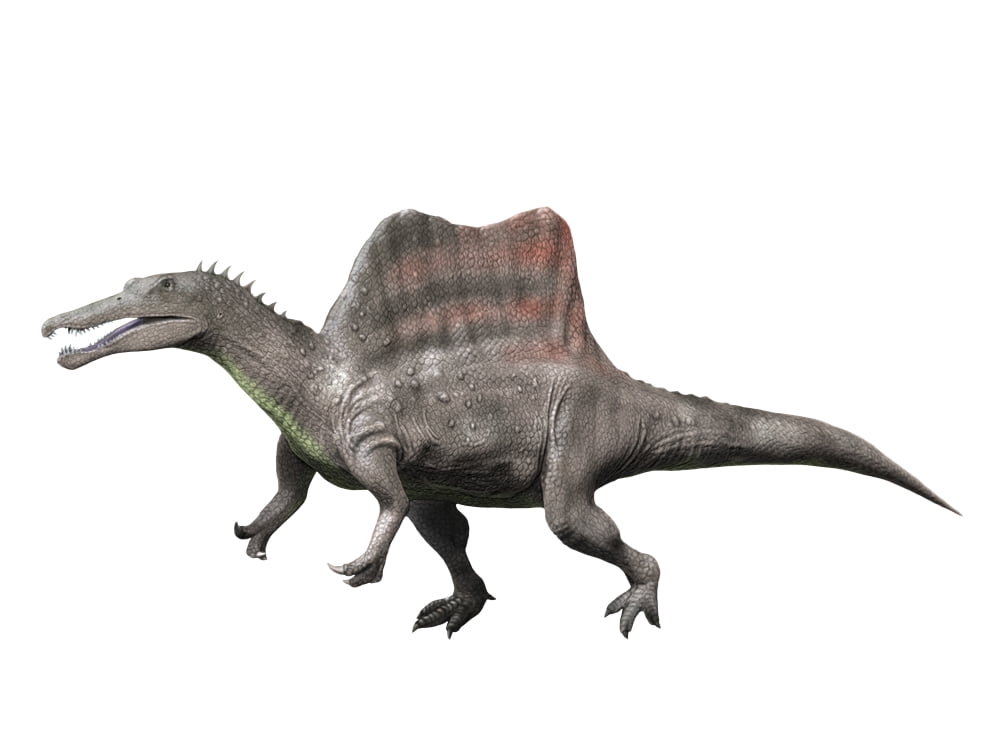 Spinosaurus is a theropod from the Late Cretaceous period Canvas Art - Nobumichi TamuraStocktrek Images (17 x 13)