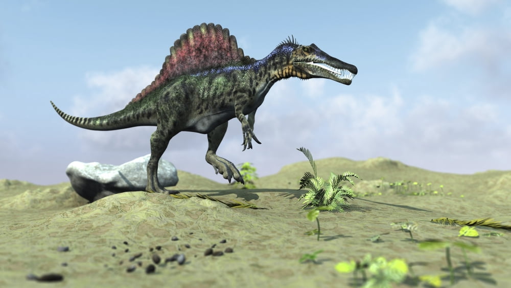 Spinosaurus walking across a desert landscape Canvas Art - Kostyantyn IvanyshenStocktrek Images (38 x 22)