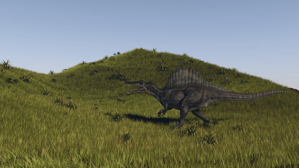 Spinosaurus walking across a grassy field Canvas Art - Kostyantyn IvanyshenStocktrek Images (19 x 11)