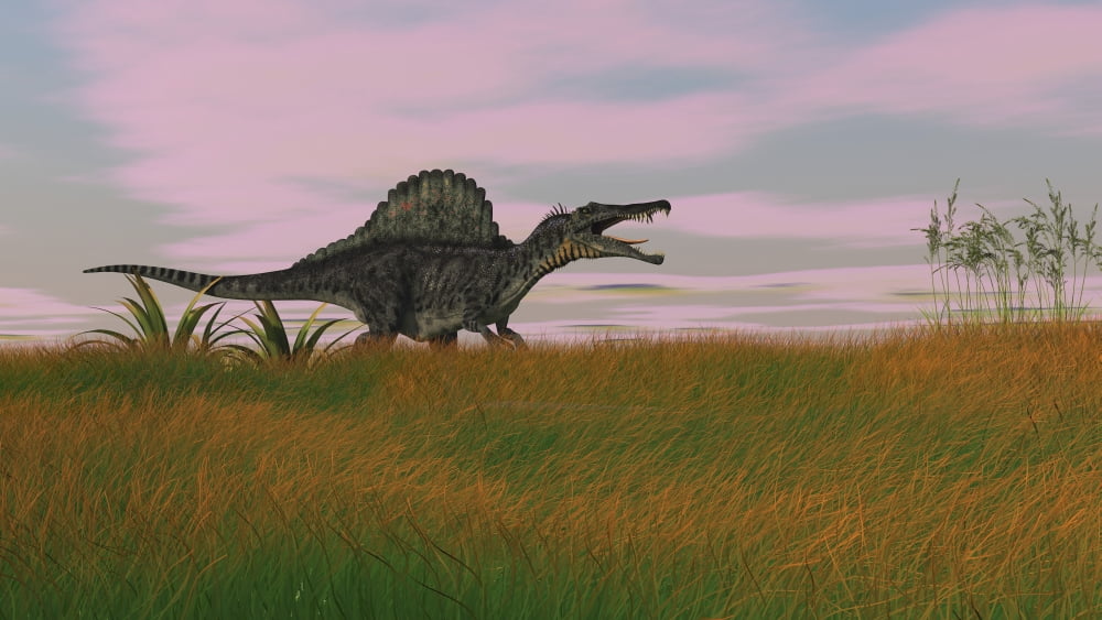 Spinosaurus walking across prehistoric grasslands Canvas Art - Kostyantyn IvanyshenStocktrek Images (19 x 11)