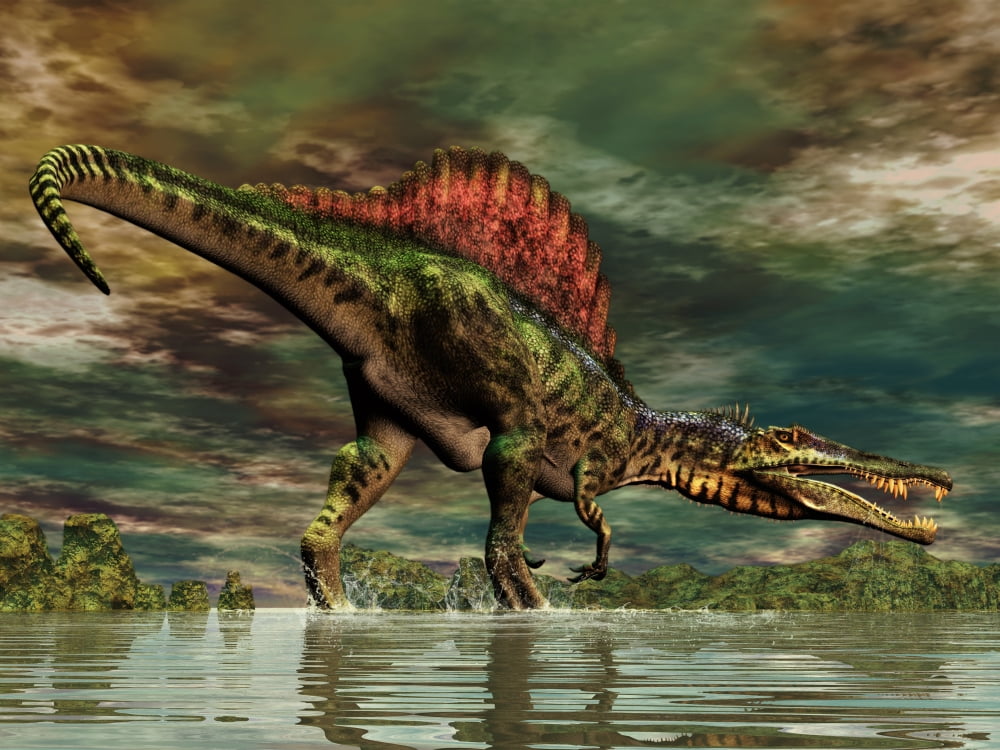 Spinosaurus was a large theropod dinosaur from the Cretaceous period Canvas Art - Philip BrownlowStocktrek Images (17 x 13)