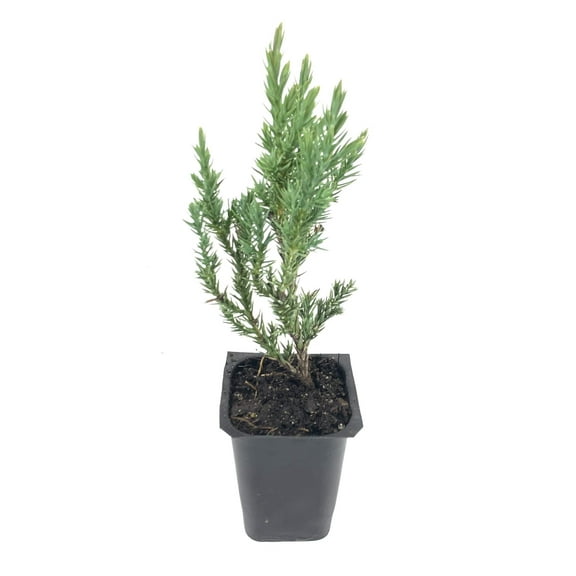 Spiny Greek Juniper - 20 Live Trees - Juniperus Chinensis
