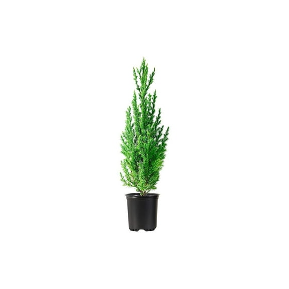 Spiny Greek Juniper  5 Live 4 Inch Pots  Juniperus Chinensis  Drought Tolerant Cold Hardy Evergreen Screening Plants
