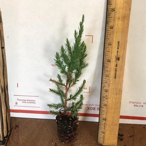 Spiny Greek Juniper