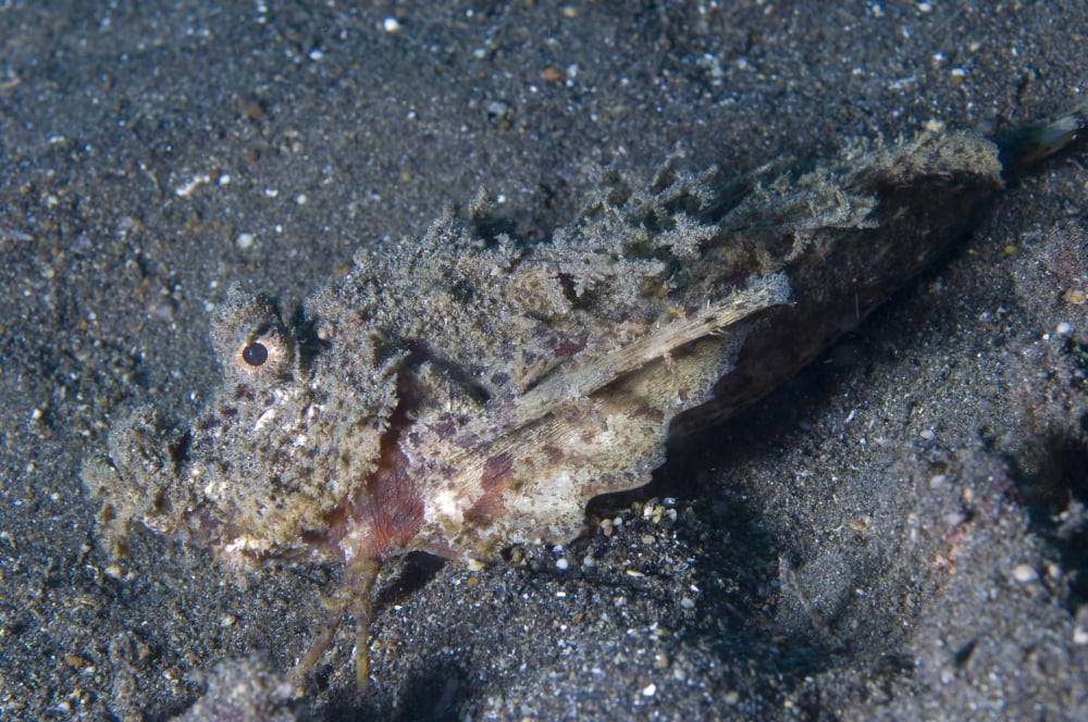 Spiny devilfish camouflaged on the ocean floor Papua New Guinea Canvas Art - Steve JonesStocktrek Images (35 x 23)