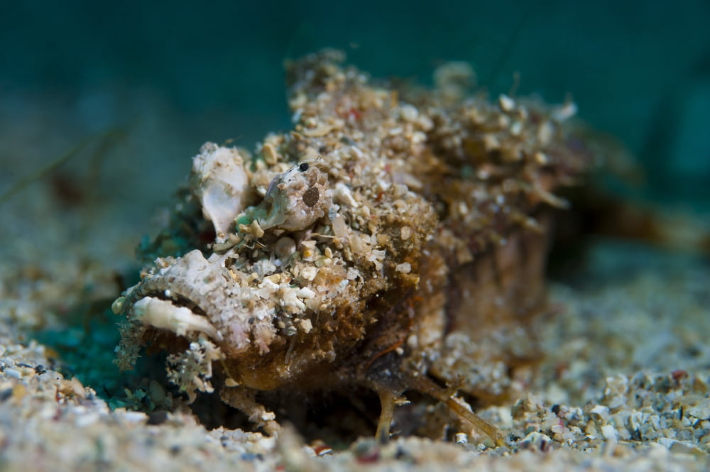 Spiny devilfish covered in sand Sulawesi Indonesia Canvas Art - Steve JonesStocktrek Images (35 x 23)