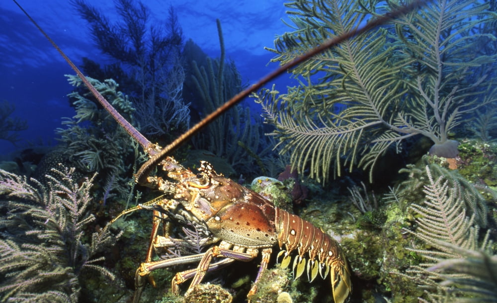 Spiny lobster Cayman Brac Cayman Islands Canvas Art - Beverly FactorStocktrek Images (36 x 22)