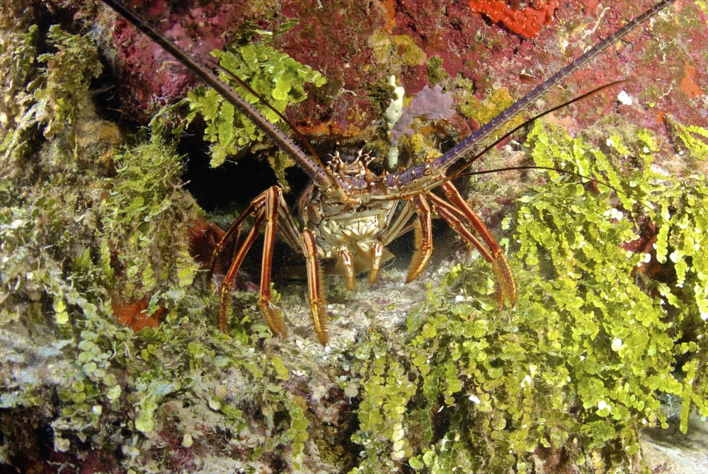 Spiny lobster hiding in the reef Nassau The Bahamas Canvas Art - Amanda NichollsStocktrek Images (35 x 24)