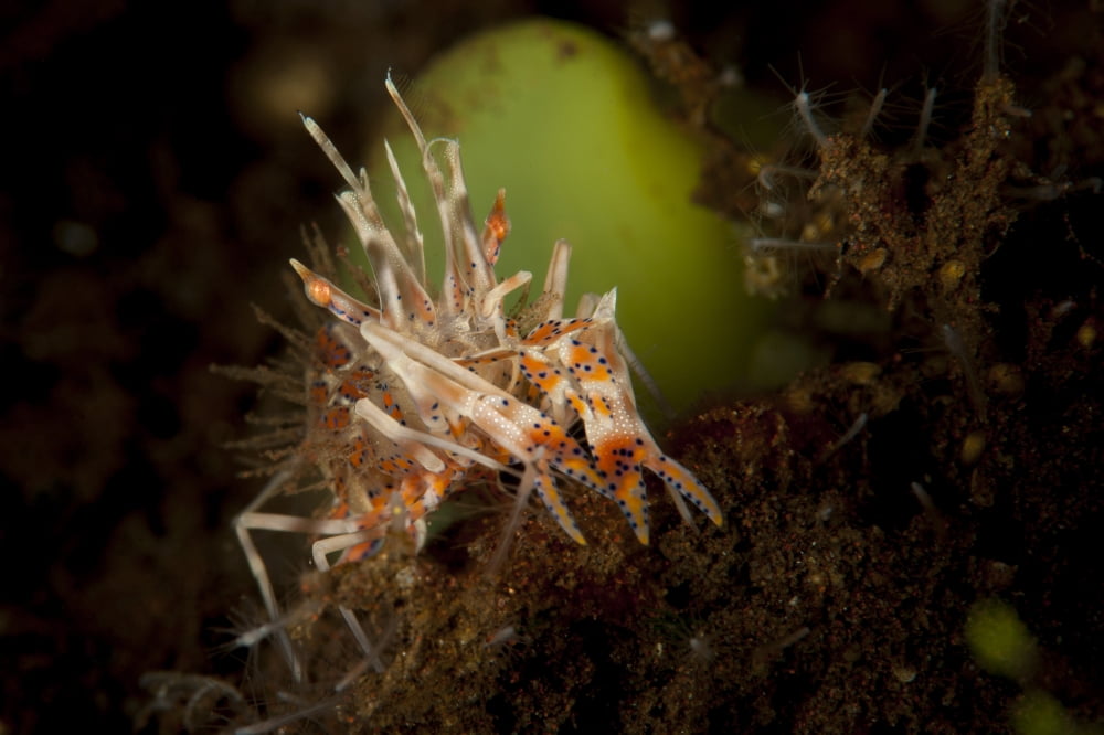Spiny tiger shrimp amongst volcanic sand Bali Canvas Art - Steve JonesStocktrek Images (18 x 12)