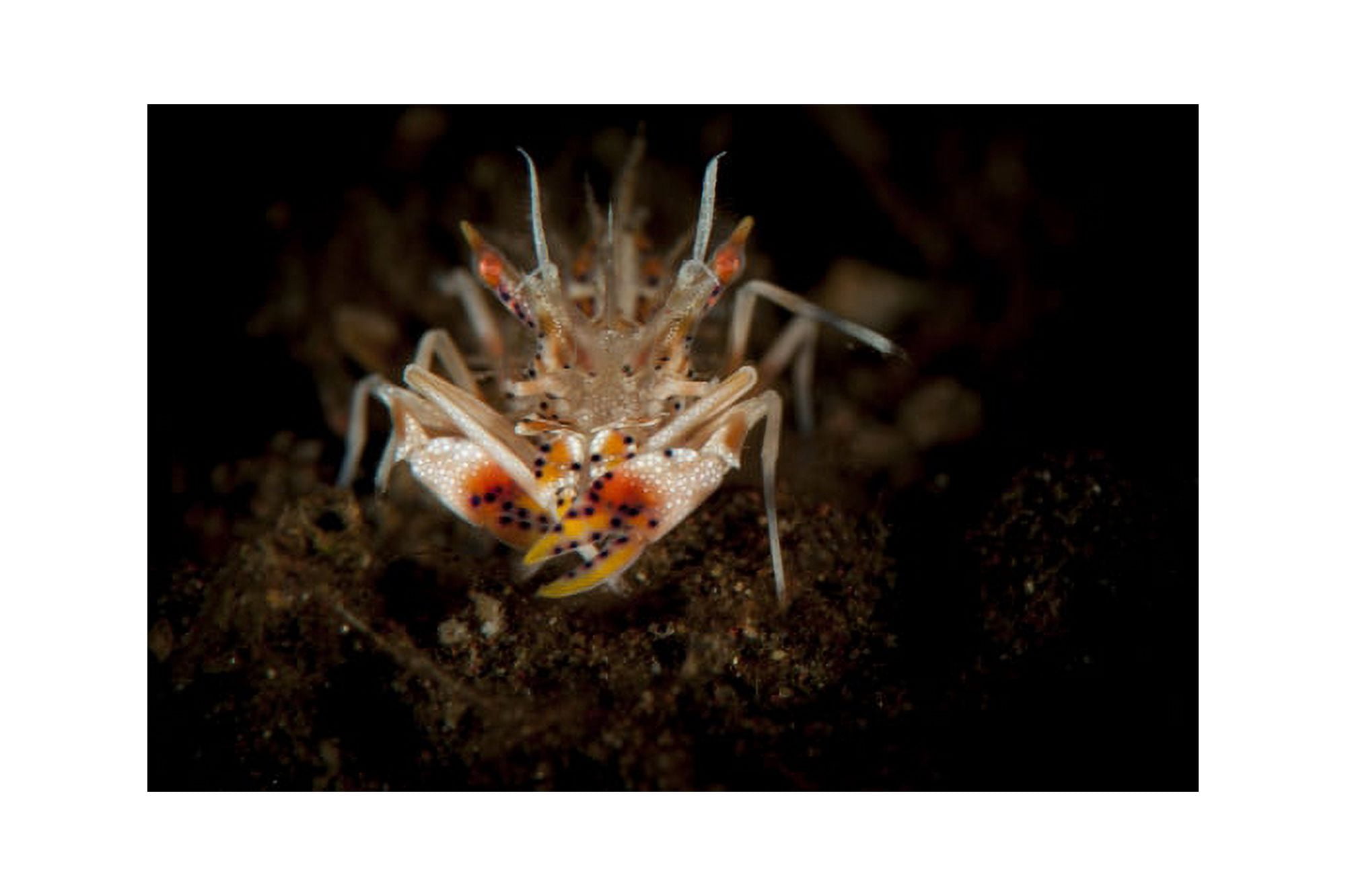Spiny tiger shrimp amongst volcanic sand Bali Canvas Art - Steve JonesStocktrek Images (35 x 23)