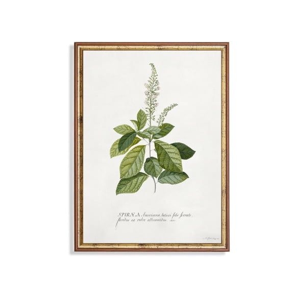 Spiraea Botanical Plant With Latin Script Botanical Floral Cottage Garden Bedroom Wall Decor Unframed Paper Print