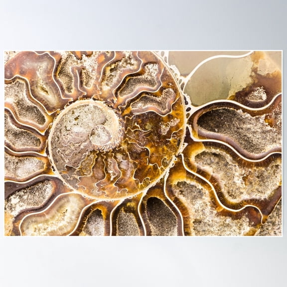 Spiral Ammonite Fossil Poster Wall Art, Modern Wall Decor For Living Room Bedroom, 16x24 UNFRAMED