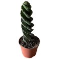 Spiral Cactus Cereus forbesii 'Spiralis' Twisted Rare Succulent