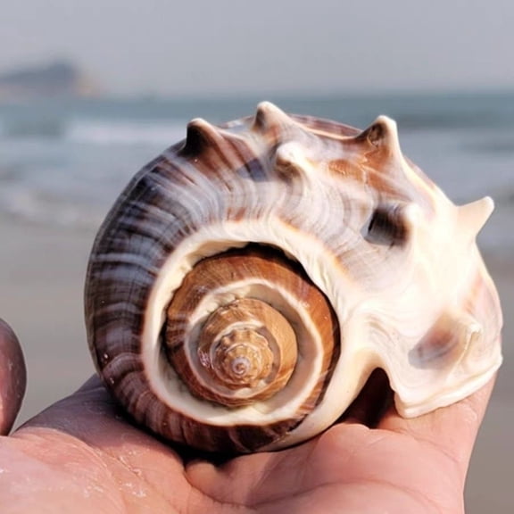 Spiral Conch Shell 6 to 7cm Natural Aquarium Decor Marine Specimen Coastal Ornament for Home Display or Craft Use