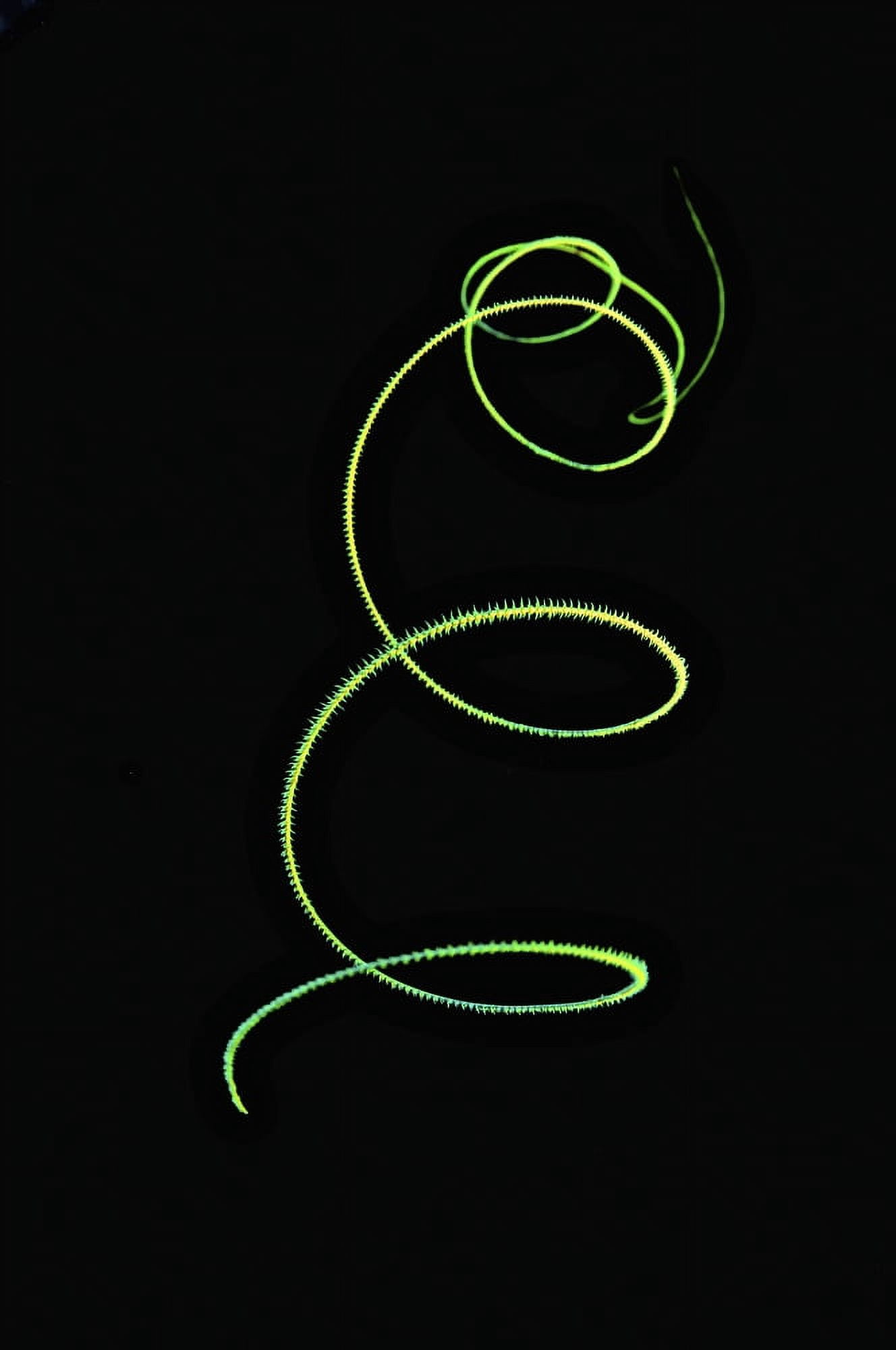 Spiral coral whip on black background Canvas Art - Amanda NichollsStocktrek Images (12 x 18)