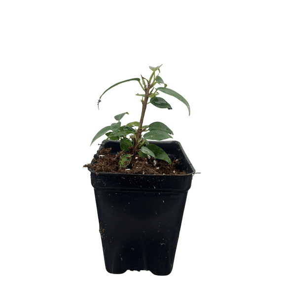 Spire Columnar Weeping Fig Tree - 2.5" Pot - Ficus benjamina