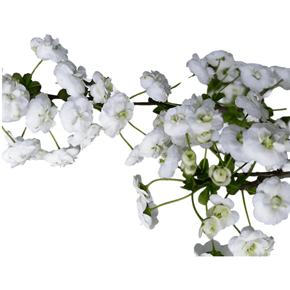 Spirea Prunifolia Bridal Wreath Shrubs 3 Gallon Potted Plants, Set of 2, Double White Spring Blooms, Mature Hardy Ornamental Shrubs