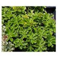 Spirit Sedum 72 Cell Plug Flat Ground Cover Plants