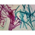 thumbnail image 1 of Spirogyra, Vegetative Reproduction; Whole-mount by Go Science Crazy, 1 of 1