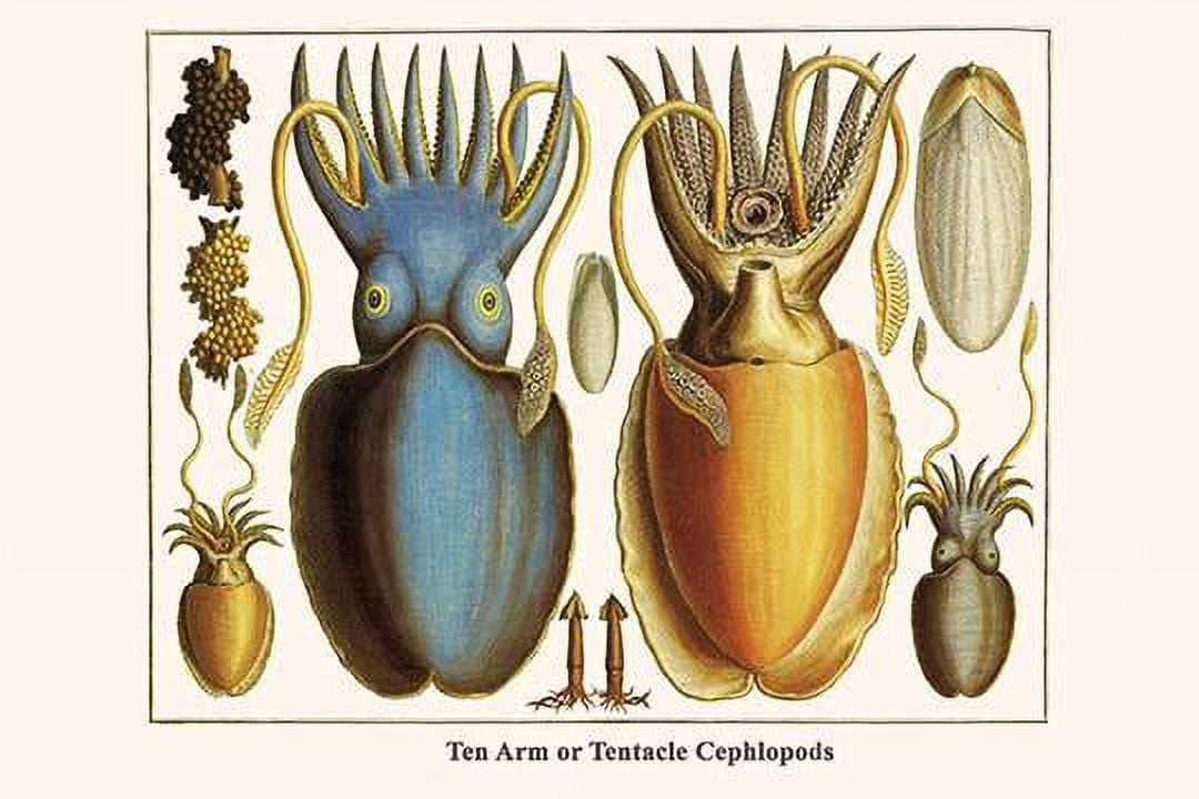Spirulida, Sepiida, Sepiolida, Idiosepiida, Teuthida Poster Print by
