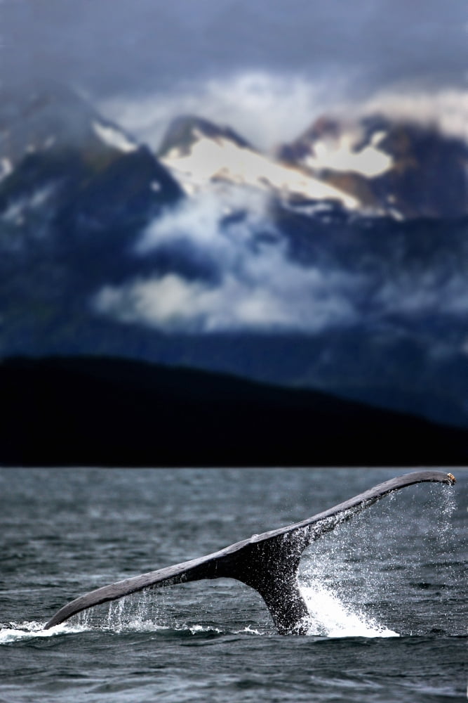 Splash From Tail Of Humpback Whale Canvas Art - Richard Wear Design Pics (12 x 18)