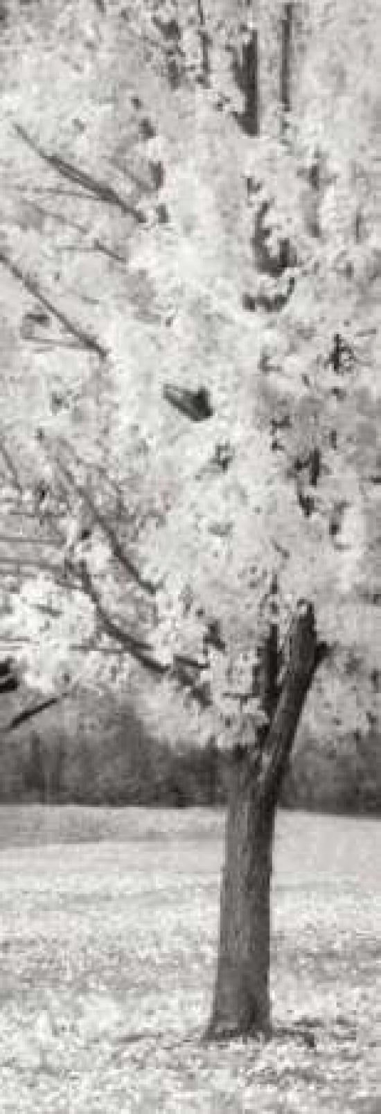 Splash of Color III BW Canvas Art - Vitaly Geyman (12 x 36)