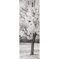 thumbnail image 1 of Splash of Color III BW Poster Print by Vitaly Geyman (12 x 36), 1 of 2
