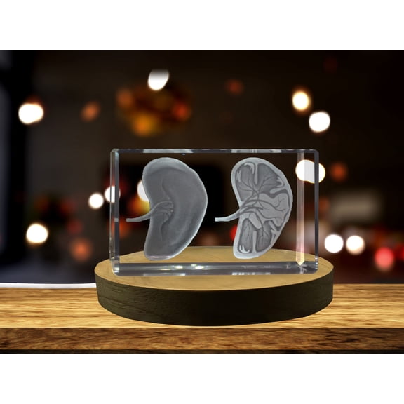 Spleen | 3D Engraved Crystal Keepsake | Gift/Decor | Collectible | Clear - AB Crystal Collection