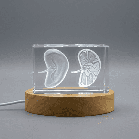 Spleen | 3D Engraved Crystal Keepsake | Gift/Decor | Collectible | Souvenir | Personalized 3d Crystal Photo Gift | Customized 3d Photo Engraved Crystal