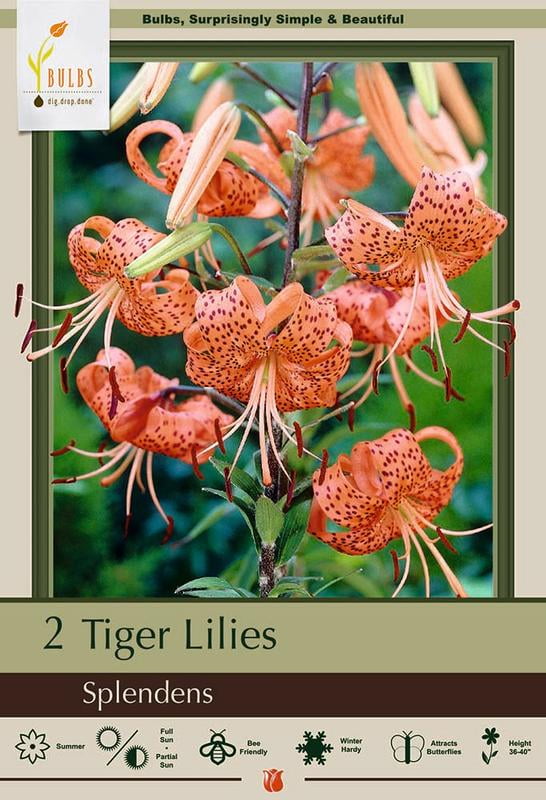 Splendens Orange Tiger Lily - 2 Bulbs 14/16 cm - Walmart.com