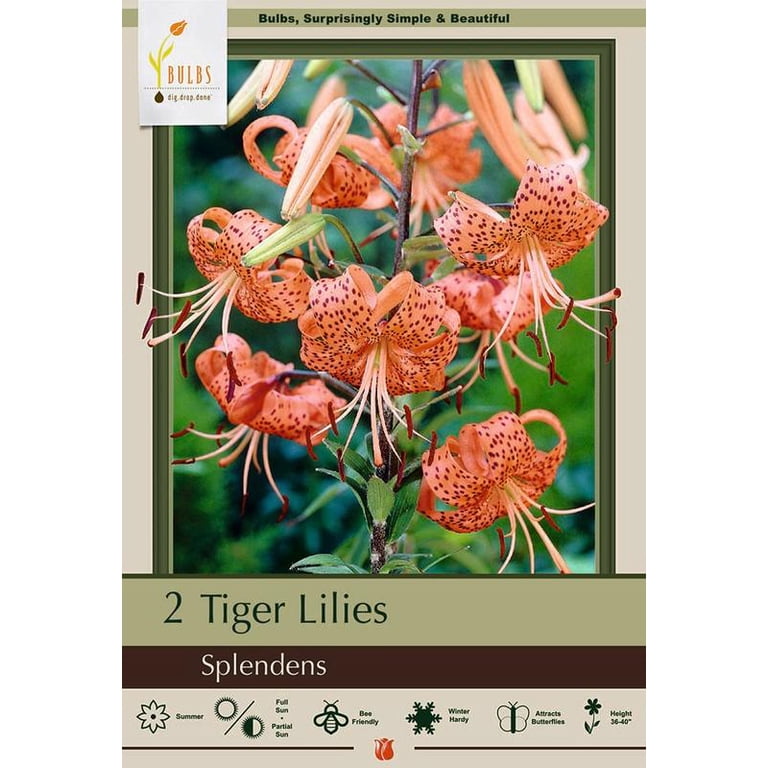 Splendens Orange Tiger Lily - 2 Bulbs 14/16 cm - Walmart.com