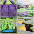 thumbnail image 1 of 'Splendid Lavender' Frameless Free Floating Reverse Printed Tempered Glass Nature Scapes Wall Art, 1 of 1