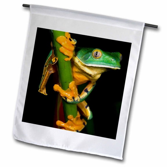 3dRose, Splendid leaf frog, Costa Rica - SA22 KSC0178 - Kevin Schafer, 18 x 27 inch Garden Flag