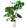 thumbnail image 1 of Split-Leaf Monstera, 1 of 11
