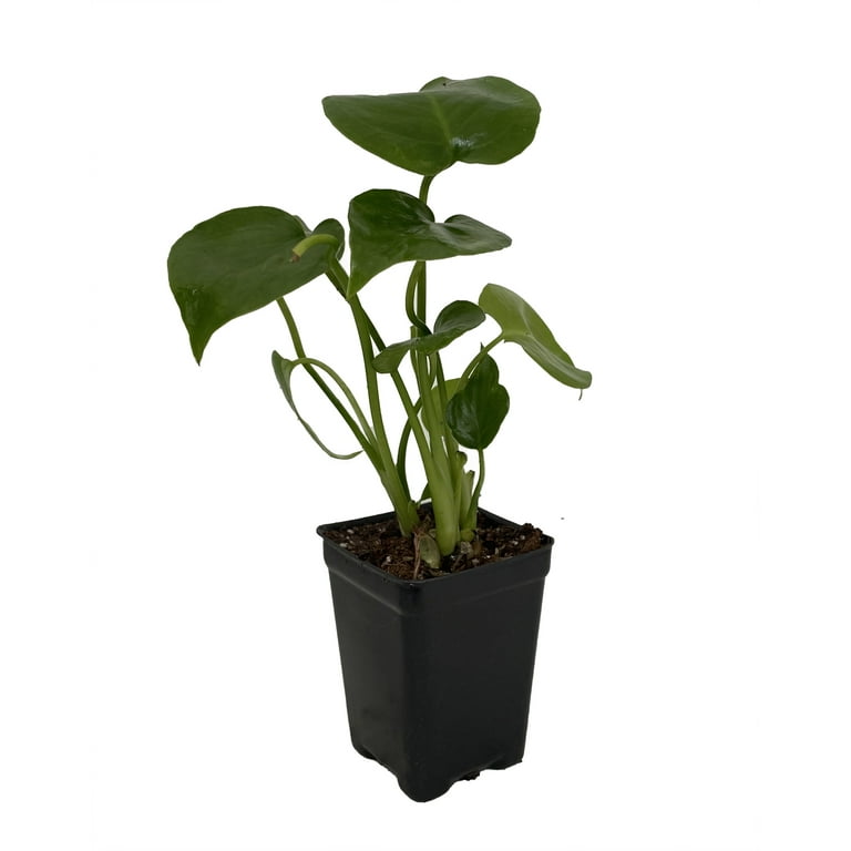 Split Leaf Philodendron 2.5 Split Leaf Philodendron 2.5