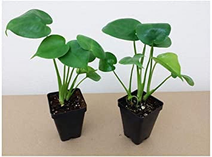 Split Leaf Philodendron 6