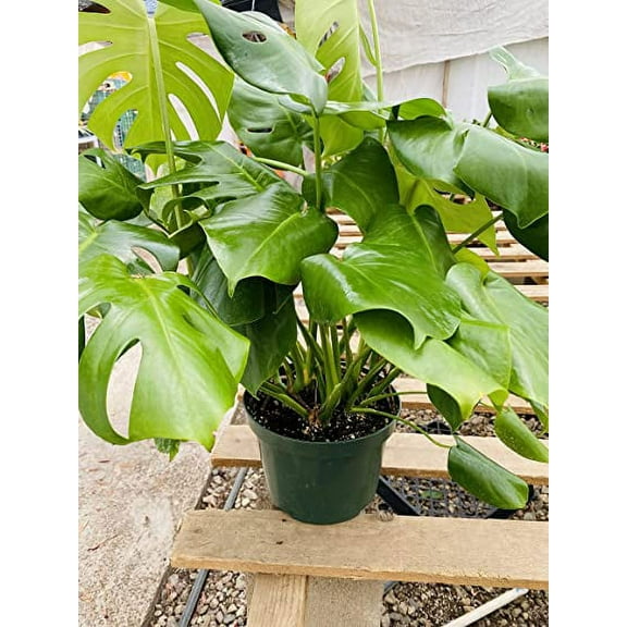 Split Leaf Philodendron 8" Pot - Monstera - Edible Fruit Tastes Like Pineapple