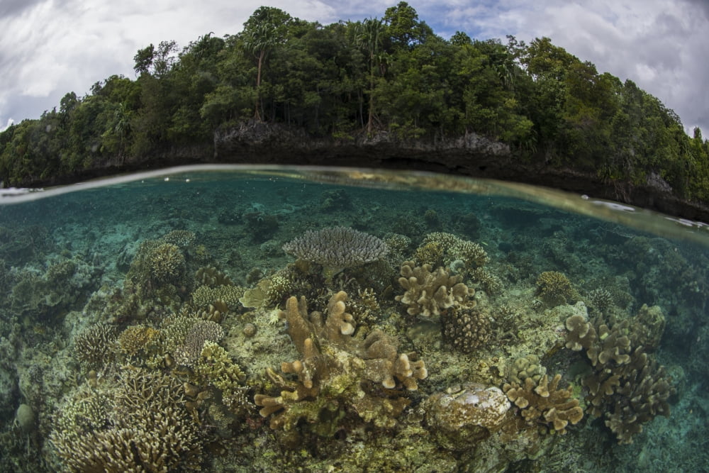 Split image of shallow hard coral reef in front of island with virgin forest Canvas Art - Mathieu MeurStocktrek Images (34 x 23)