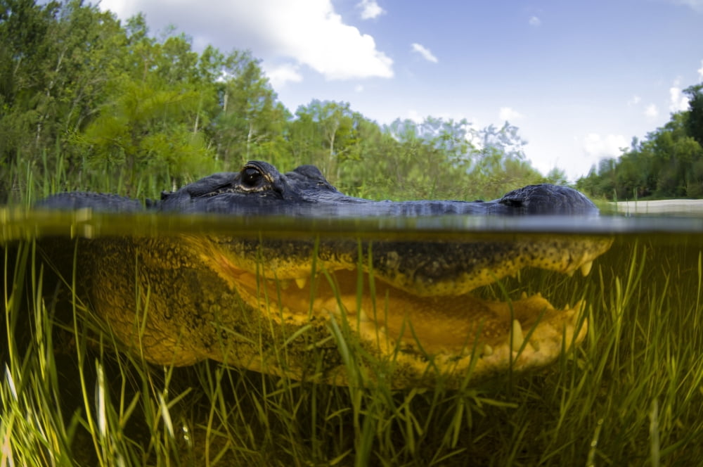 Split level view of an American Alligator Florida Everglades Canvas Art - Todd WinnerStocktrek Images (18 x 12)
