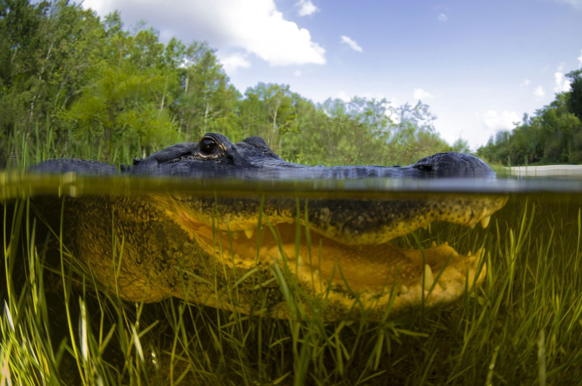 Split level view of an American Alligator Florida Everglades Canvas Art - Todd WinnerStocktrek Images (35 x 23)