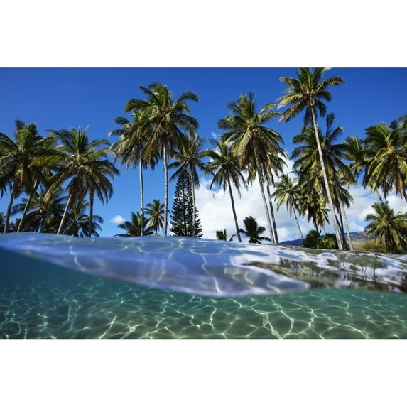 Split view with ocean and palm trees; Lanai Hawaii United States of America by Jenna Szerlag / Design Pics
