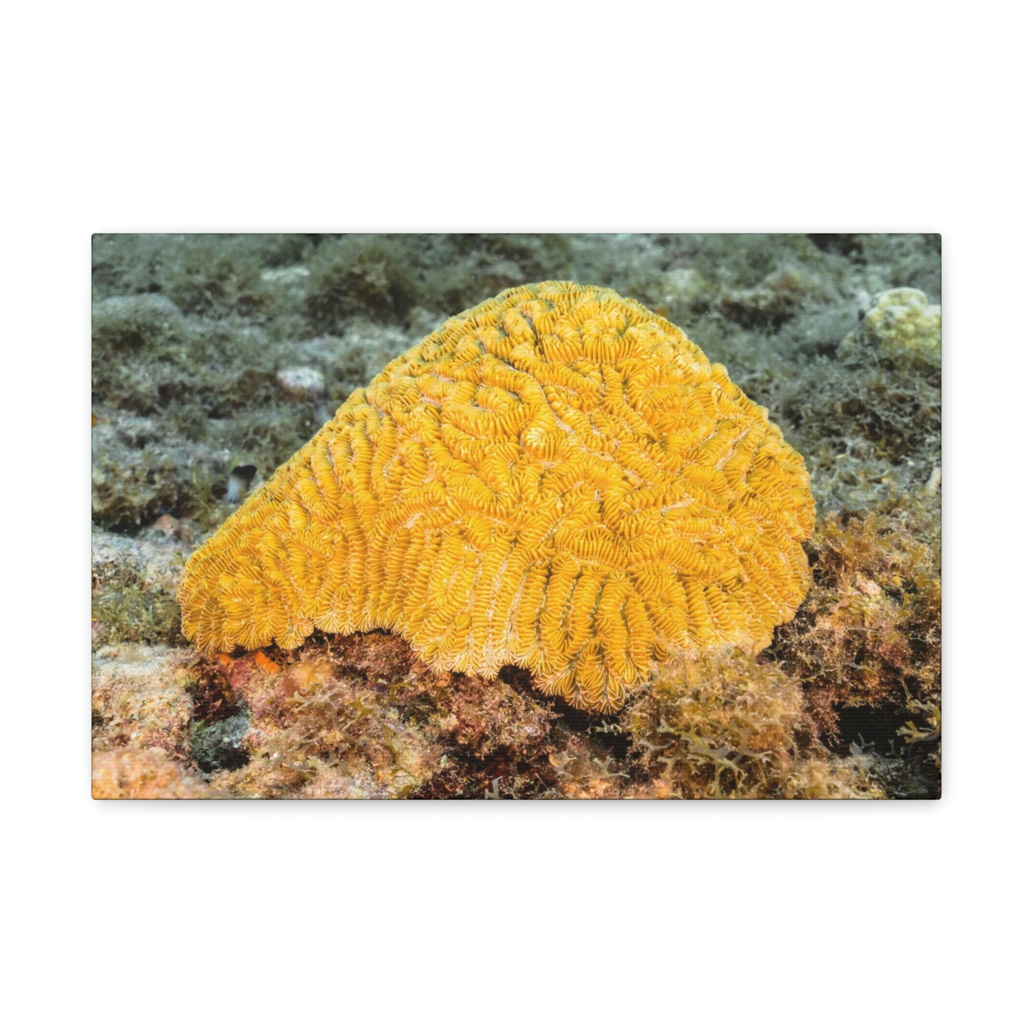 Sponge Hunting Sponge on Hunt Print Animal Wall Art Wildlife Canvas ...