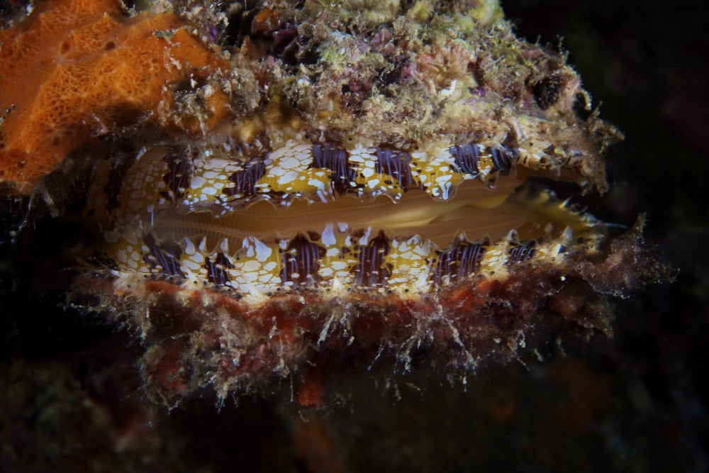Sponge encrusted Oyster filters water to feed Canvas Art - Terry MooreStocktrek Images (18 x 12)